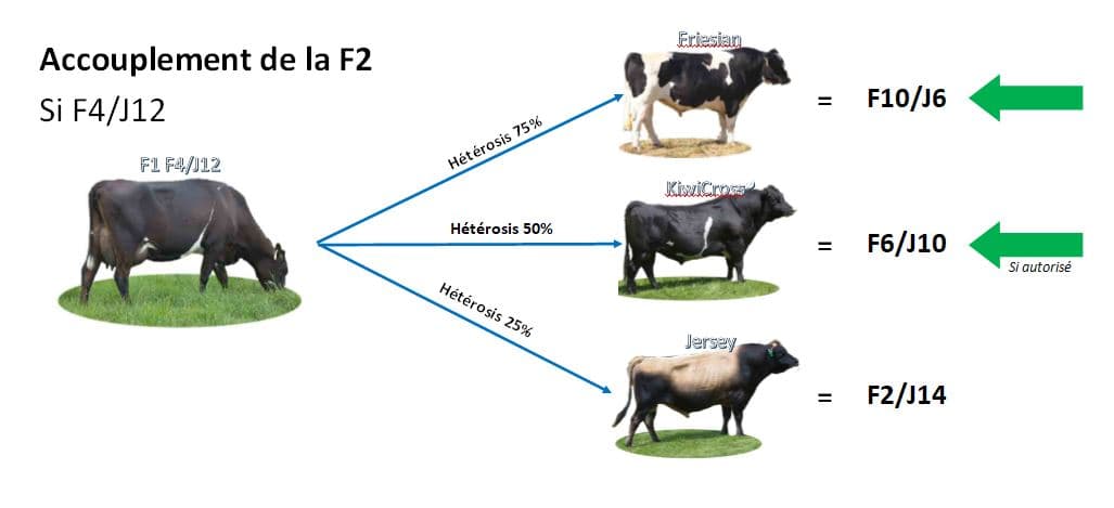 Accouplement de la F2 si F4/J12