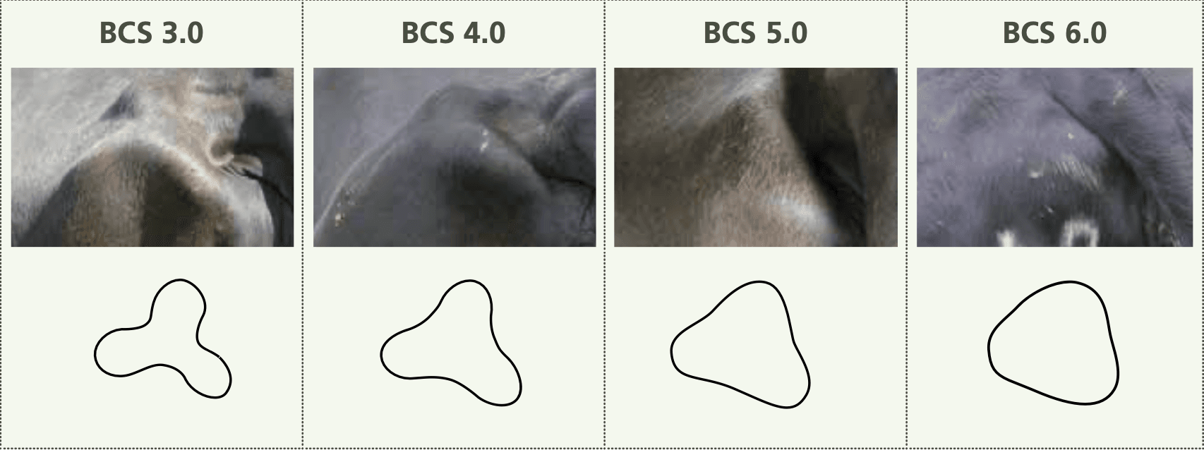 Les Ischions