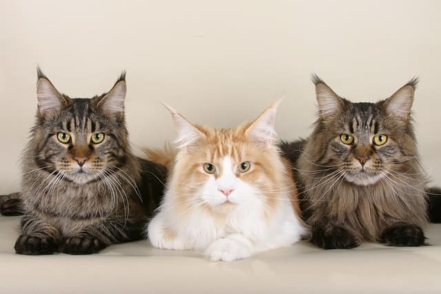 Image de couverture pour l'article Les maladies génétiques du Maine Coon