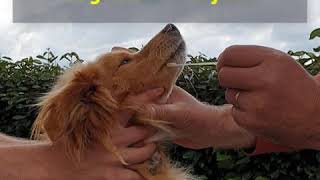 Image de couverture pour l'article Comment réaliser un prélèvement buccal pour un test ADN ?